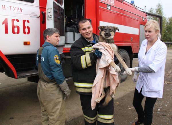 Сотрудники пожарной части О. Данилов и А. Смирнов передали спасенную собаку заведующей ветлечебницей О. Игнатьевой.