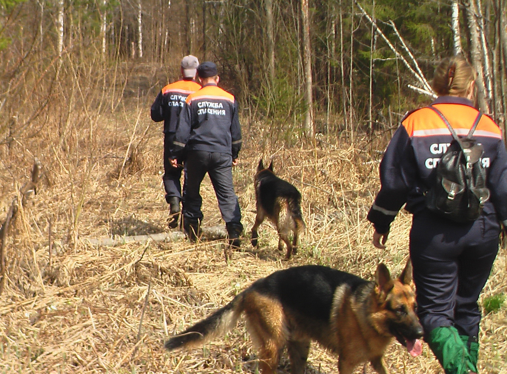 МЧС ищет пропавших людей в лесу