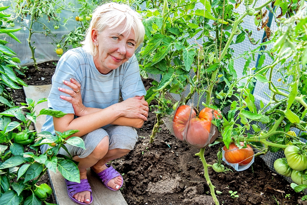 В Нижней Туре вырос помидор-гигант