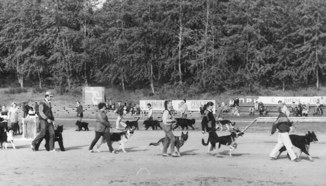 День города 1988 года. На городском стадионе «Энергия» проводится смотр охотничьих и декоративных собак