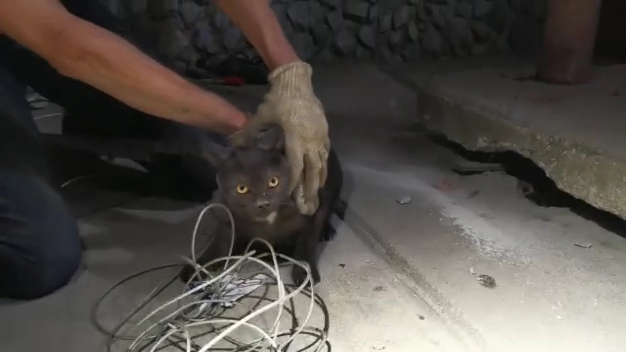 В Березовском зооволонтеры спасли кота, застрявшего под бетонной плитой