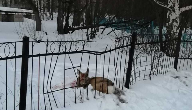 Пытаясь выбраться из города, косуля, замеченная на Минватном в понедельник вечером, о забор повредила шею и панты