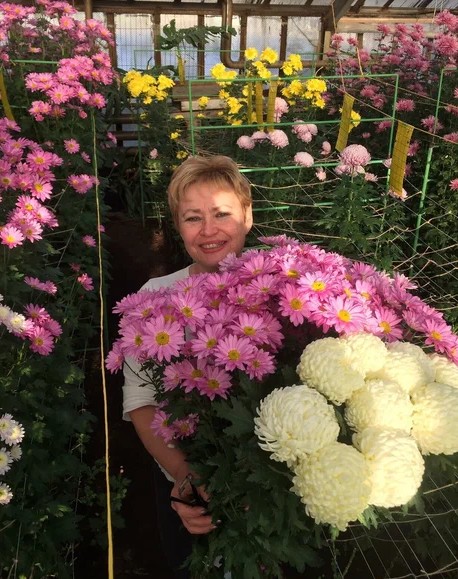 Любимые цветы агронома Ирины Кротких – хризантемы. «Они самые ароматные, самые яркие, самые устойчивые в срезке. Обожаю хризантемы»