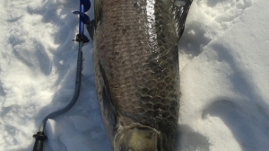 Самый удачливый рыбак