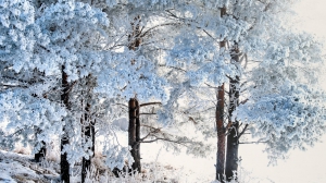 Фото Сергея Чикишева