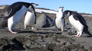 Самая дальняя командировка