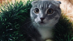 Фото Оксаны Семеновых