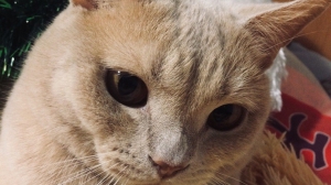 Фото Оксаны Семеновых