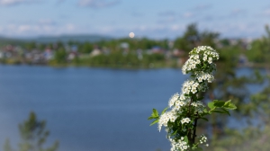 Виды Нижней Туры. Май 2020 г. Автор снимков - Артур Пивоваров