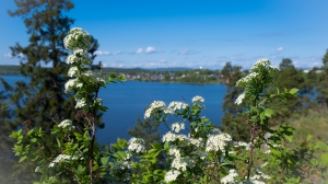 Виды Нижней Туры. Май 2020 г. Автор снимков - Артур Пивоваров