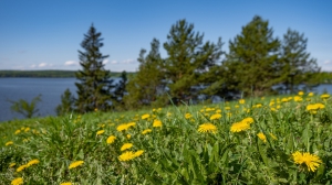 Виды Нижней Туры. Май 2020 г. Автор снимков - Артур Пивоваров