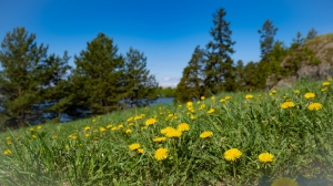 Виды Нижней Туры. Май 2020 г. Автор снимков - Артур Пивоваров