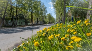 Виды Нижней Туры. Май 2020 г. Автор снимков - Артур Пивоваров