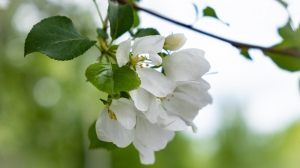 Виды Нижней Туры. Май 2020 г. Автор снимков - Артур Пивоваров