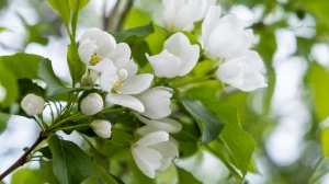 Виды Нижней Туры. Май 2020 г. Автор снимков - Артур Пивоваров