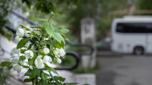 Виды Нижней Туры. Май 2020 г. Автор снимков - Артур Пивоваров