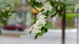 Виды Нижней Туры. Май 2020 г. Автор снимков - Артур Пивоваров