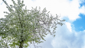 Виды Нижней Туры. Май 2020 г. Автор снимков - Артур Пивоваров