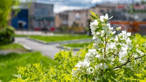 Виды Нижней Туры. Май 2020 г. Автор снимков - Артур Пивоваров