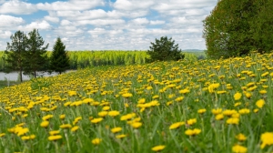 Виды Нижней Туры. Май 2020 г. Автор снимков - Артур Пивоваров