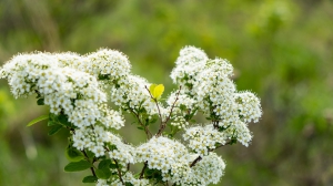 Виды Нижней Туры. Май 2020 г. Автор снимков - Артур Пивоваров