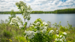 Виды Нижней Туры. Май 2020 г. Автор снимков - Артур Пивоваров
