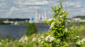 Виды Нижней Туры. Май 2020 г. Автор снимков - Артур Пивоваров