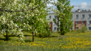 Виды Нижней Туры. Май 2020 г. Автор снимков - Артур Пивоваров