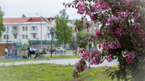 Виды Нижней Туры. Май 2020 г. Автор снимков - Артур Пивоваров