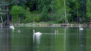 Лебеди в Нижней Туре. Май 2020