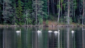 Лебеди в Нижней Туре. Май 2020