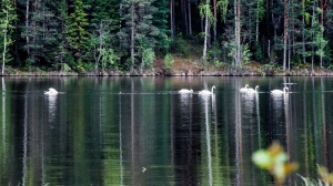 Лебеди в Нижней Туре. Май 2020