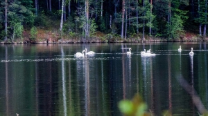 Лебеди в Нижней Туре. Май 2020