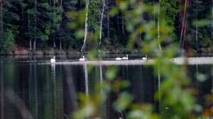 Лебеди в Нижней Туре. Май 2020
