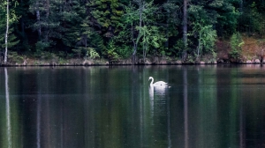 Лебеди в Нижней Туре. Май 2020