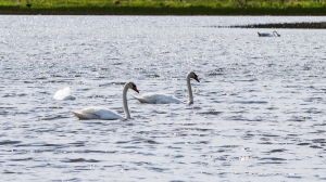 Лебеди в Нижней Туре. Май 2020
