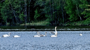 Лебеди в Нижней Туре. Май 2020