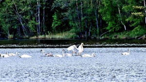 Лебеди в Нижней Туре. Май 2020