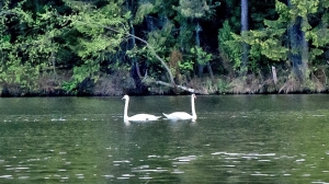 Лебеди в Нижней Туре. Май 2020