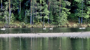 Лебеди в Нижней Туре. Май 2020