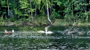 Лебеди в Нижней Туре. Май 2020