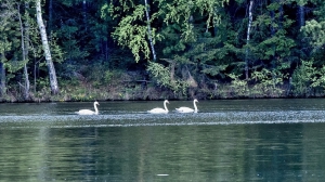 Лебеди в Нижней Туре. Май 2020