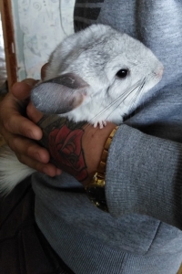 Вредная любимица – шиншилла Соня