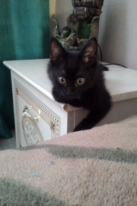 Усатый нянь – кот Арчи