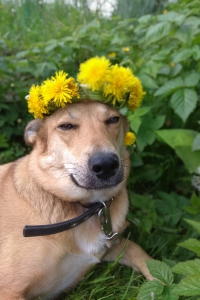 Красавица и модница Рыжуля