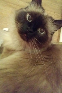 Умный и ласковый Симба