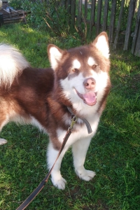 Маламут Майк радует своей солнечной улыбкой