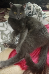 Кот-миротворец Мася