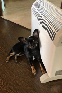 Чихуахуа Боня греется у обогревателя