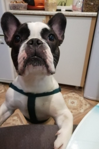 Французский бульдог Венсан